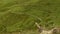 New Zealand scenery - landscape with the herd of sheep, sheep slowly walking towards, down the hill