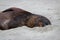 New Zealand Sea Lion