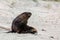 New Zealand Sea Lion