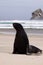 New Zealand Sea Lion, Phocarctos Hooker, stretches on the sandy beach, South Island New Zealand