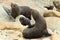 New Zealand sea lion & x28;Phocarctos hookeri& x29; New Zealand
