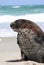 New Zealand Sea Lion Phocarctos hookeri resting on Sandfly Beach on Otago Peninsula. New Zealand
