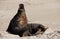 A New Zealand Sea Lion yawning on a beach at Surat Bay in the Catlins in the South Island in New Zealand