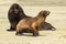 New Zealand sea lions