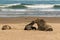 New Zealand sea lions