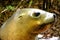 New Zealand, sea lions in Ulva Island.