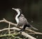 New Zealand Shag aquatic water bird sitting on branches