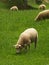 New Zealand sheep