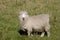 New Zealand Sheep