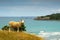 New Zealand sheep on the beach with turquoise water, Mount Maunganui