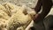 New Zealand sheep being sheared