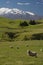 New Zealand sheep farm