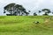 A New Zealand Sheep Station