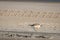 New Zealand shore bird the Northern Dotterel endangered by human disturbance of habitat particularly dogs and off road vehicles