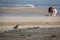 New Zealand shore bird the Northern Dotterel endangered by human disturbance of habitat particularly dogs and off road vehicles