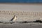 New Zealand shore bird the Northern Dotterel endangered by human disturbance of habitat particularly dogs and off road vehicles