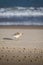 New Zealand shore bird the Northern Dotterel endangered by human disturbance of habitat particularly dogs and off road vehicles