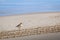 New Zealand shore bird the Northern Dotterel endangered by human disturbance of habitat particularly dogs and off road vehicles