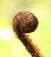 New Zealand silver fern Koru frond