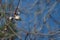 New Zealand silvereye bird with plum blossom