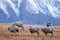 New Zealand snow mountain sheeps