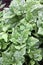 New Zealand spinach