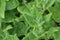New Zealand spinach plant leaves