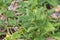 New Zealand spinach plant Tetragonia tetragonoides