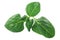 New zealand spinach t. tetragonoides, paths