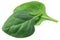 New zealand spinach t. tetragonoides, paths, top