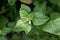 New Zealand spinach, Tetragonia tetragonioides