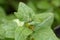 New Zealand spinach, Tetragonia tetragonioides