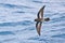 New Zealand storm-petrel flying over the sea