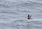 New Zealand Storm Petrel, Fregetta maoriana