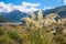 New Zealand summer landscape with Toetoe grass and mountains in