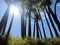 New Zealand: sunlit native cabbage trees