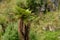 New Zealand tree fern