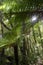 New Zealand tree ferns.