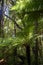 New Zealand tree ferns.