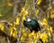 New Zealand Tui feeding on kowhai flower nectar