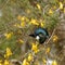 New Zealand Tui feeding on kowhai tree flower nectar
