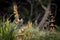 New Zealand Tui On Flax Plant