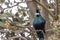 New Zealand Tui, Singing in Banksia Tree