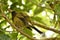 New Zealand unique endemic bird Bellbird