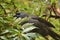 New Zealand unique endemic bird Kokako