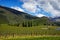 New Zealand, View of wineyards Gibbston, Otago