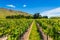 New Zealand Vineyard