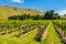 New Zealand Vineyard