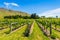 New Zealand Vineyard