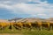 New Zealand vineyard in autumn